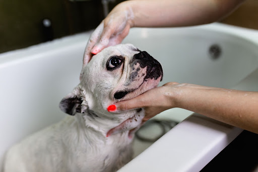 How to Keep Fleas and Tick Away from Your Dog