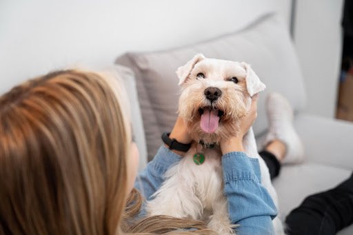 How to bring your dog to the UAE