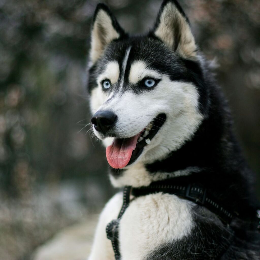 Husky Dog