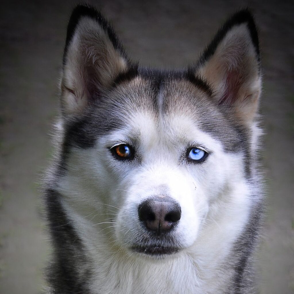 Husky Dog