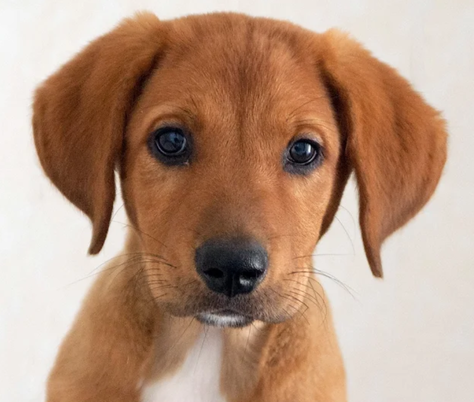Dog adoption