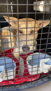 Lost Dog in Meadows Dubai