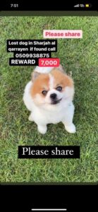 Missing Dog in Sharjah