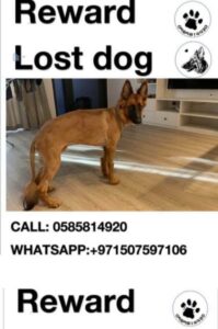 Lost Dog in Dubai Silicon Oasis