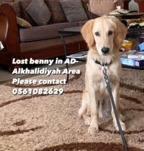 Lost Dog in Abu Dhabi
