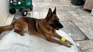 Lost Dog in Al Barsha South