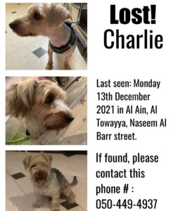 Lost Dog in Al Ain