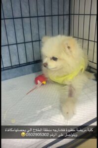 Lost Unwell Dog in Sharjah