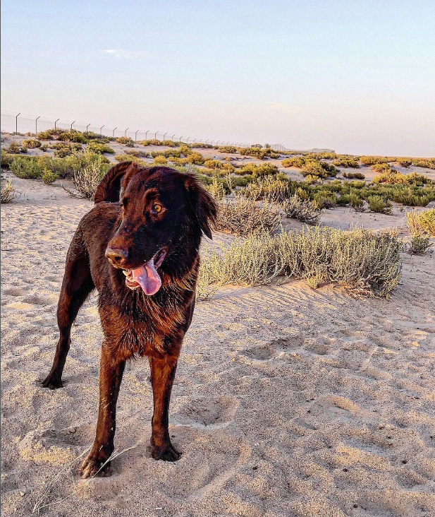 Lady Furla The Service Dog