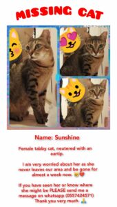 Missing Cat