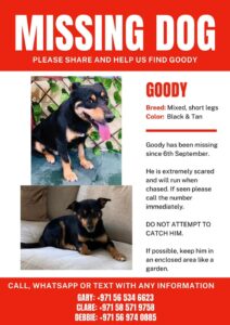 Missing Dog in Al Furjan