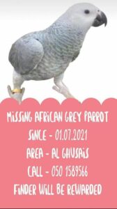 Missing African Gery Parrot