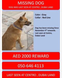 Missing Dog in Dubai Land
