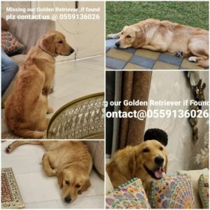 Missing Golden Retriever in Dubai