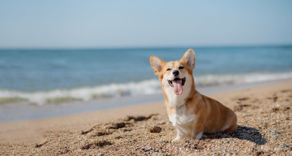 Pet Friendly Activities for the Weekend