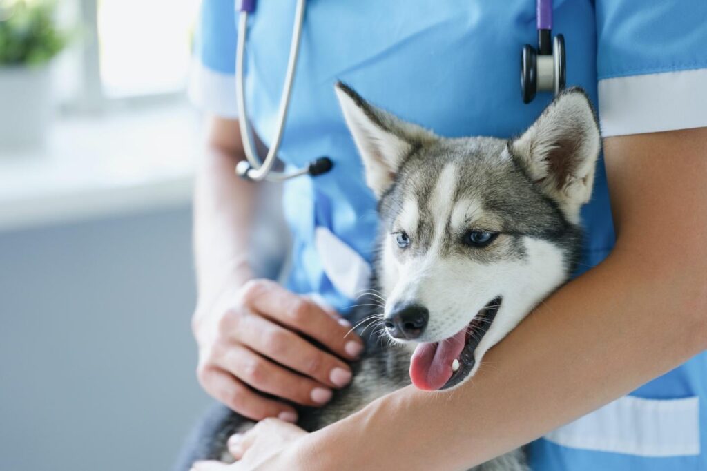 Pet Insurance in Dubai