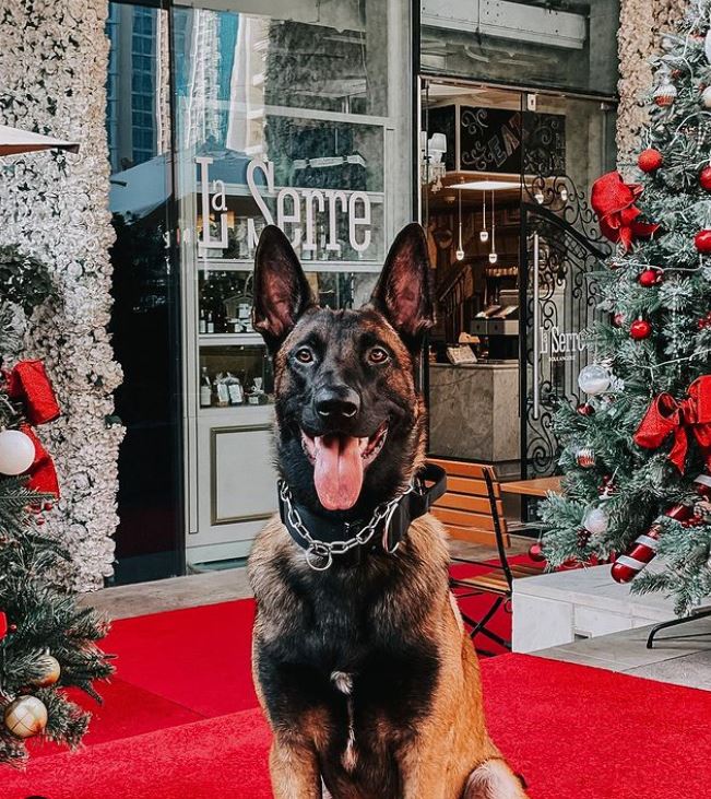 Pet friendly restaurants in Dubai