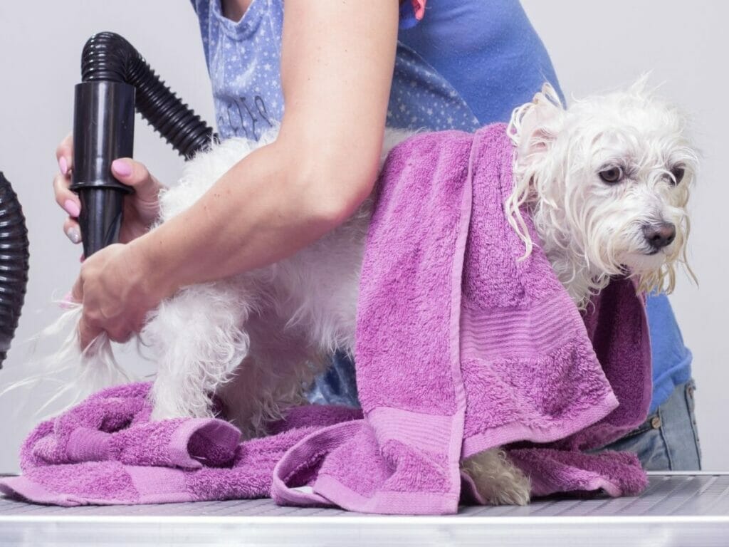 Pet grooming in UAE