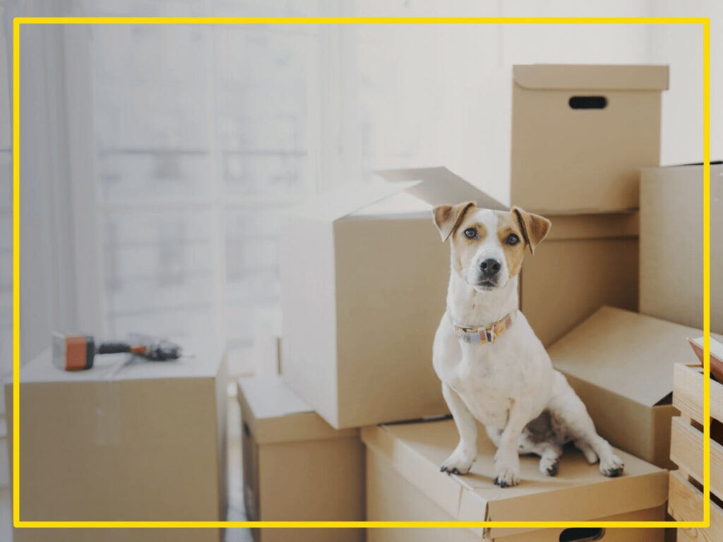 Relocation agencies in UAE