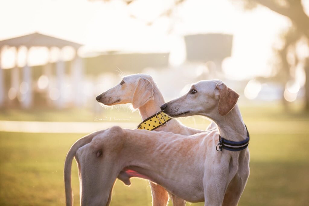 Saluki