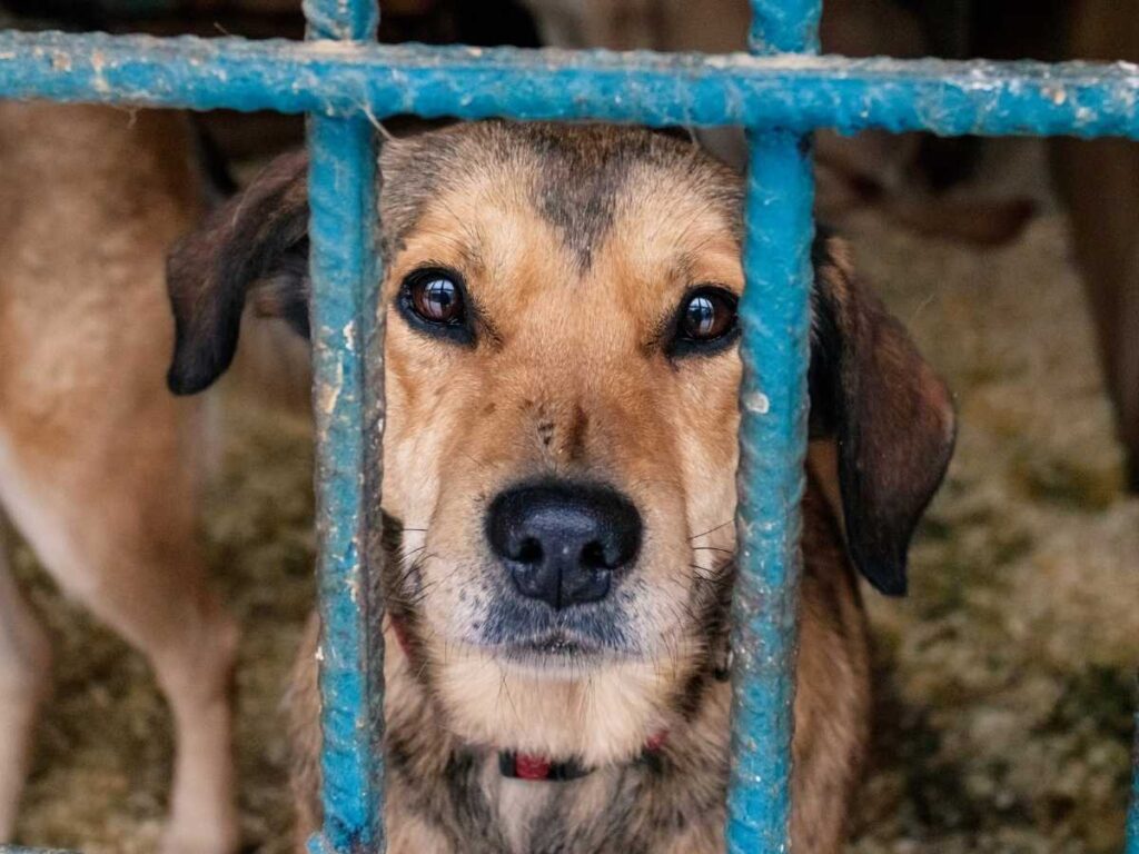 Pet With It Dogs Cats Shelters