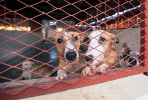 Stray Dogs Center UAQ