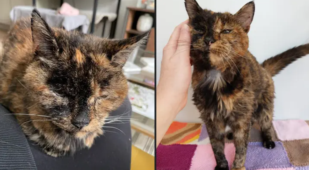 The Oldest Living Cat