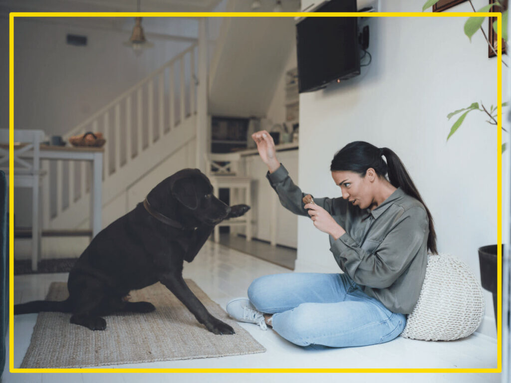 Pet Trainers in UAE