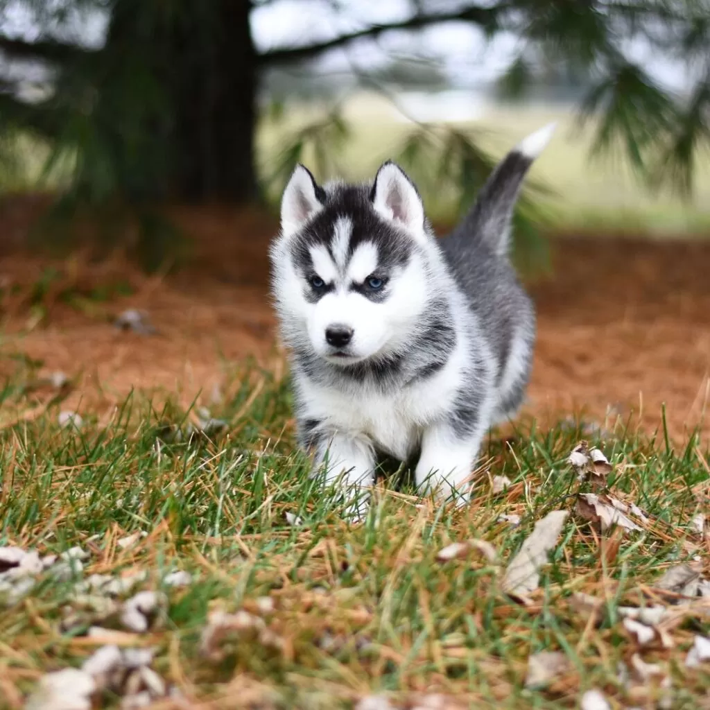 Hypoallergenic best sale husky breeds