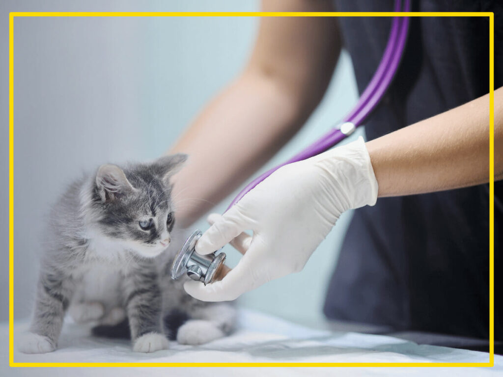 Vets in UAE