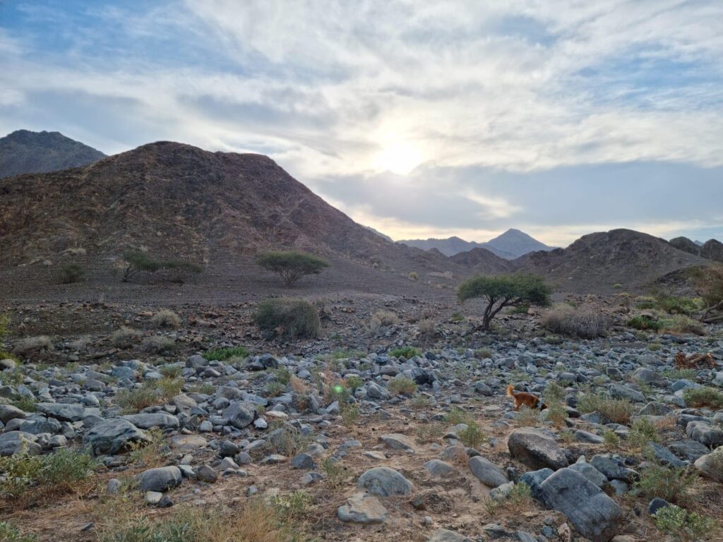 Wadi Modaynah Dam