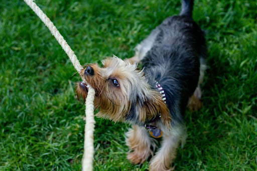 Want to Reduce Problem Behaviors in your Dog