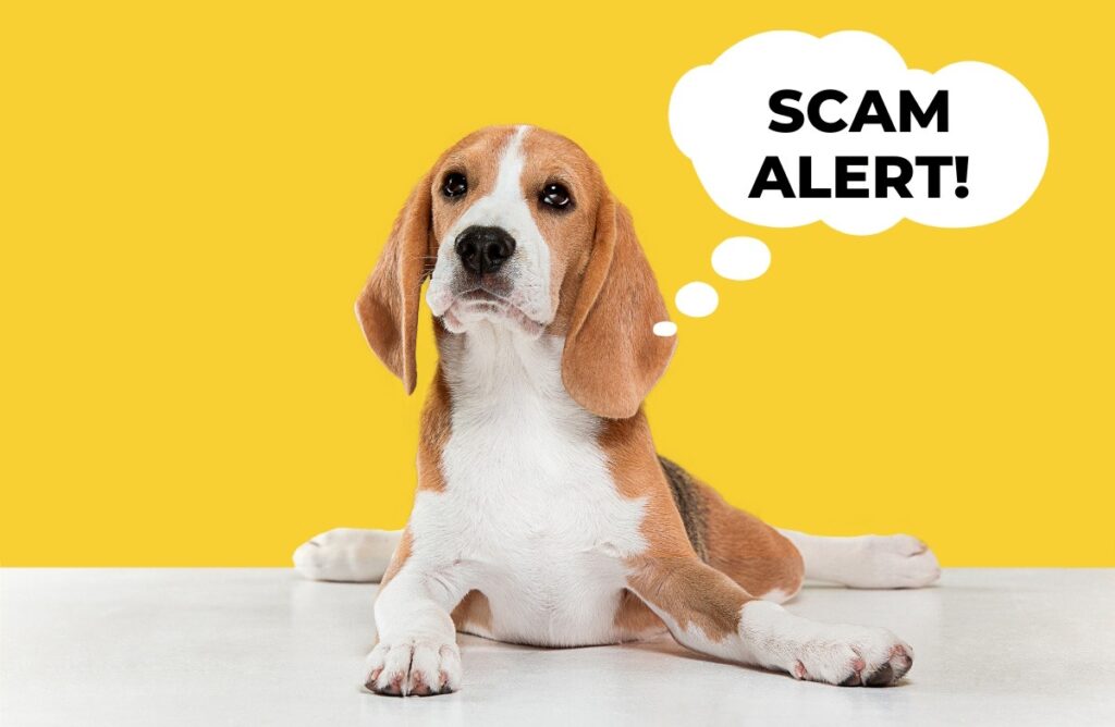 Dog scam