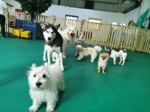 Bruno's Play Center