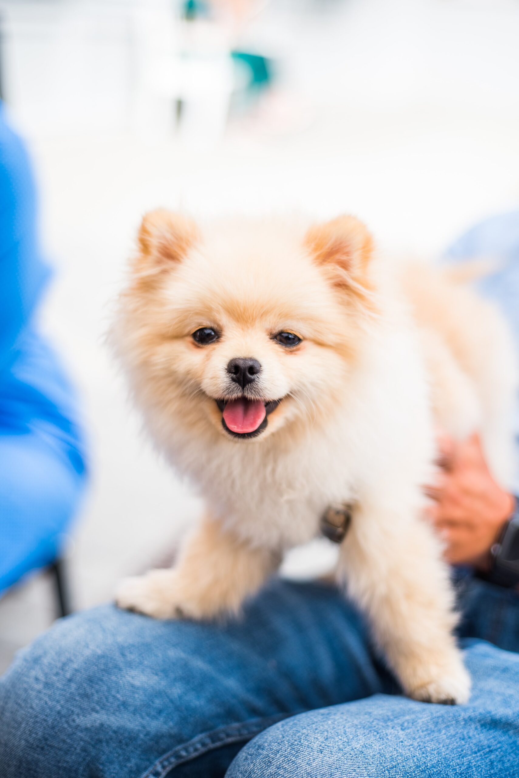 DR. Samir Vet Clinic