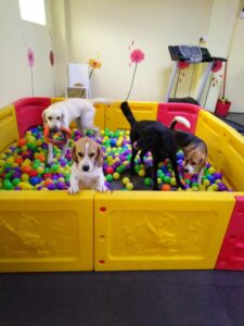 Homely Petz