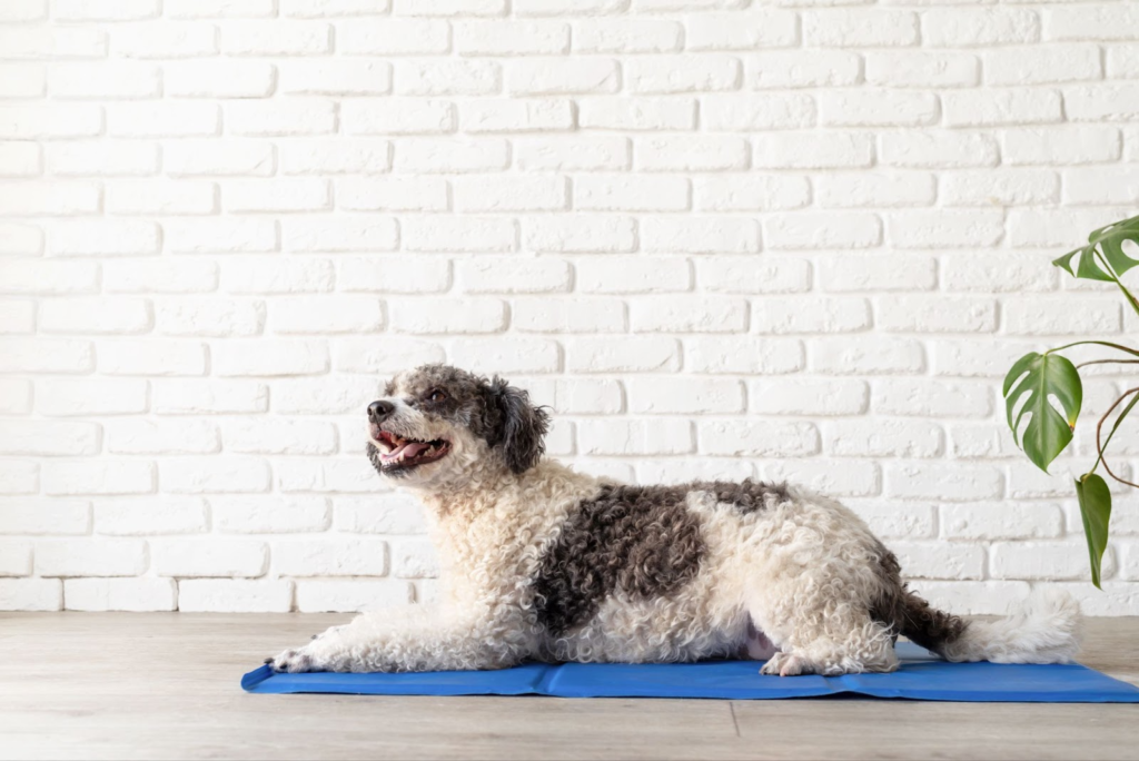 Dog Yoga