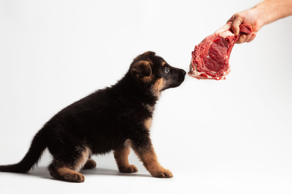 dog raw food