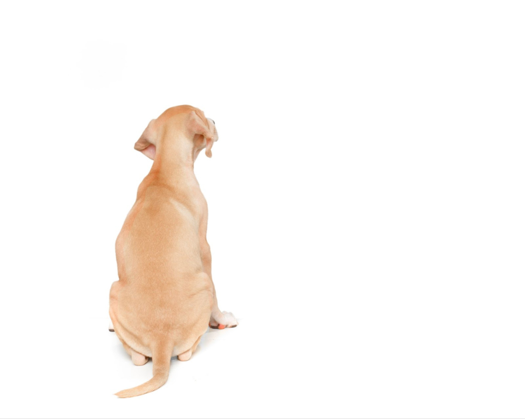 Have you ever wondered why dogs drag their bottoms on the ground?