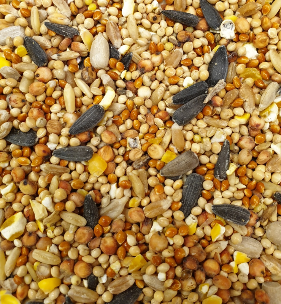 homemade bird food