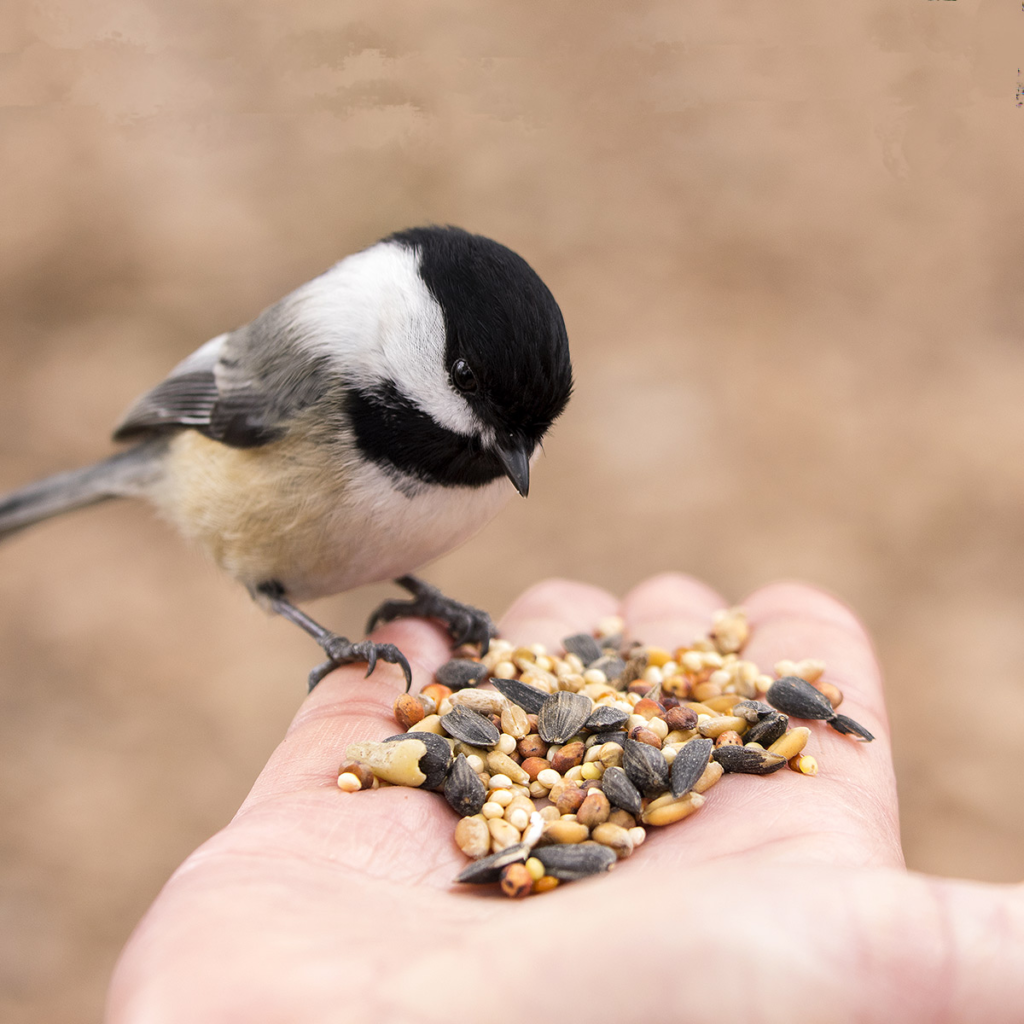 homemade bird food