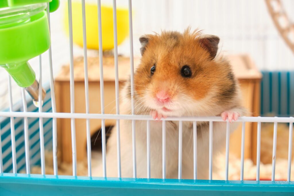 pet hamsters