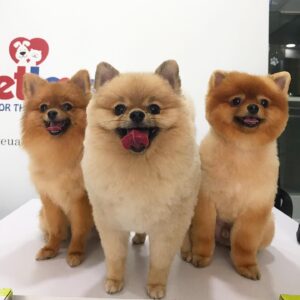 Petlove