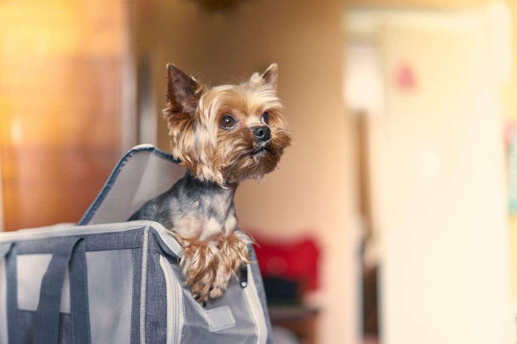 travel with your Pets via Etihad Airways