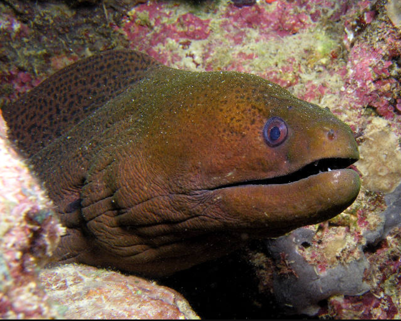 سمكة الانقليس